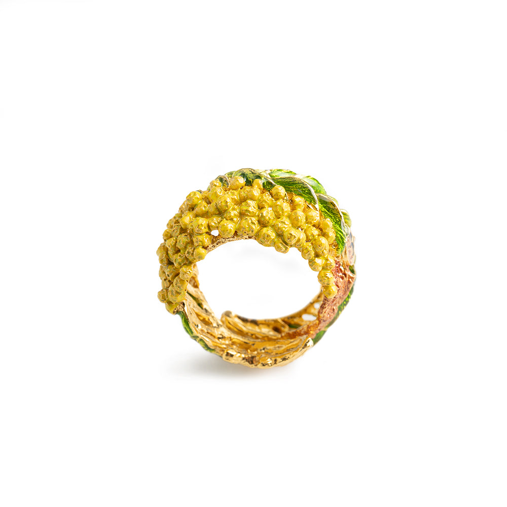 Ring Mimosa